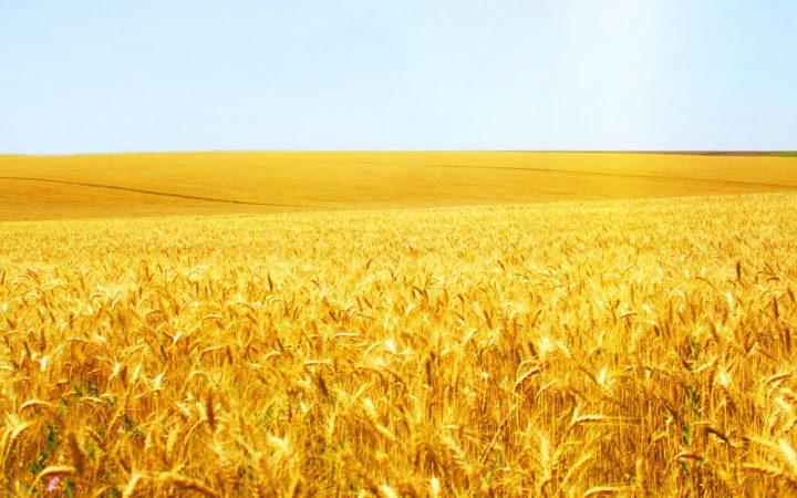 cropped-wheat-field-8235.jpg