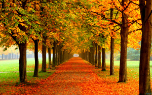 tumblr_static_autumn_leaves_on_road-2560x1600